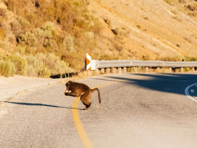 Baboon crossing the road in South Africa.