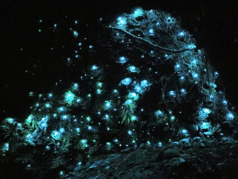 Glow Worm Caves at Tamborine Mountain.