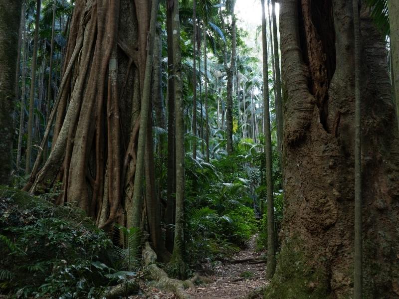 Rainforest walk with large trees in Tamborine Mountain.