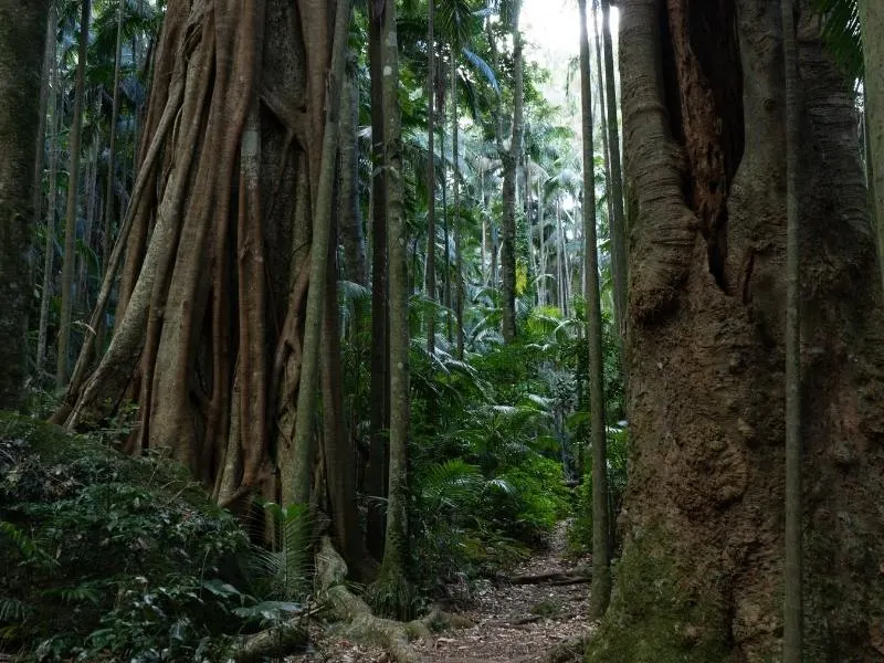 Rainforest walk with large trees in Tamborine Mountain.