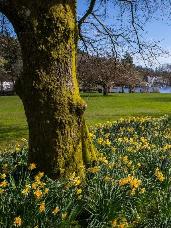 Daffodils at the Lake District