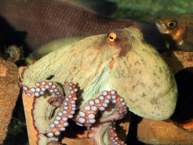 Common octopus as featured in the My Octopus Teacher travel documentaries on Netflix.