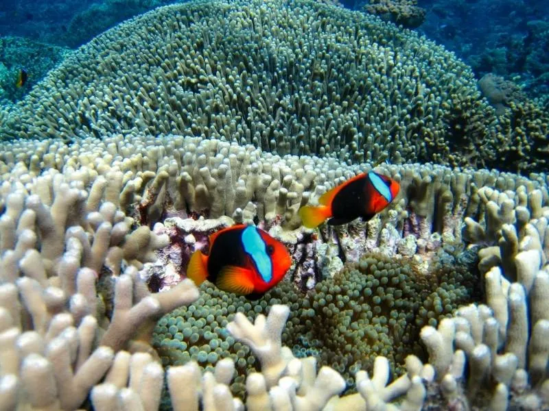 Nemo fish on the Great Barrier Reef.