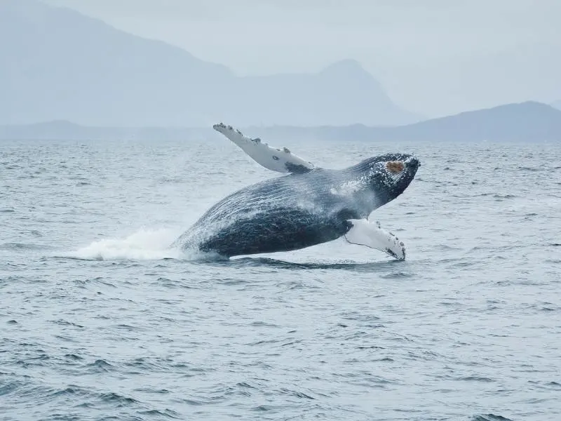 Humpback whale breaching.