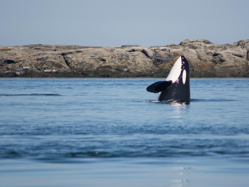 Killer whale poking its head above the water off Vancouver.