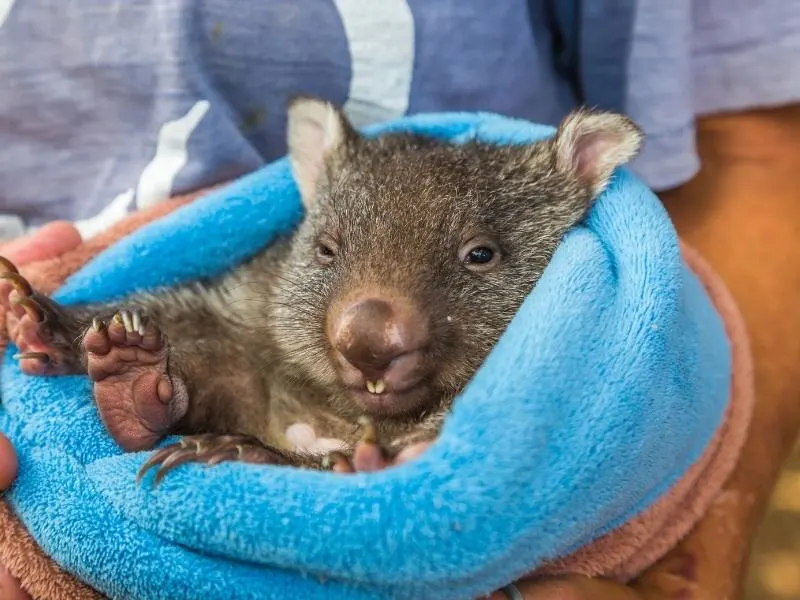 A baby wombat wrapped in a blanket.