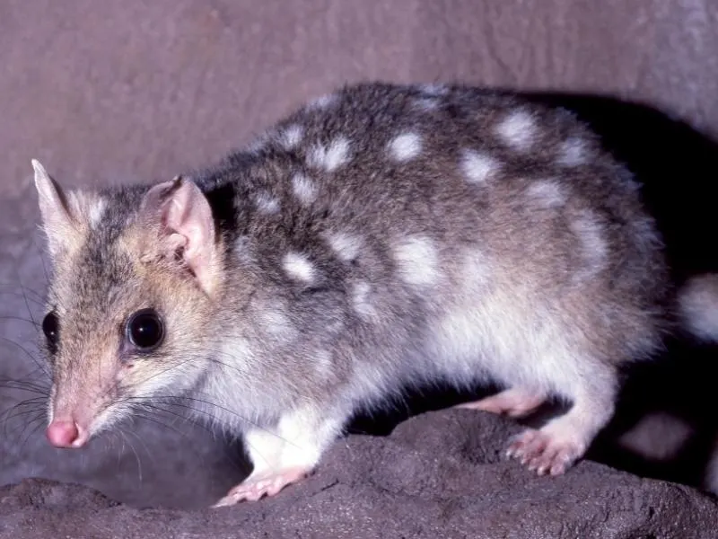 Eastern Quoll.
