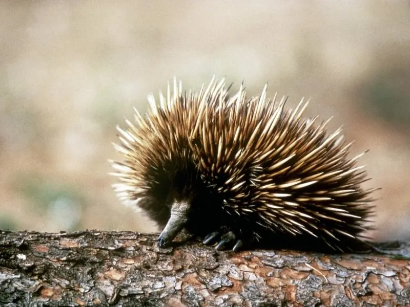 An Australian echidna.