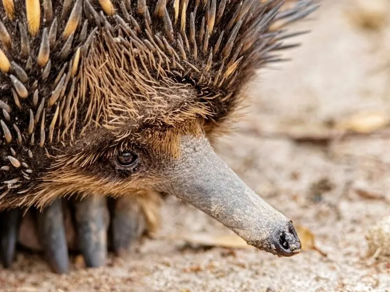 Close up of an Australian echidna in a Tasmania animal guide.