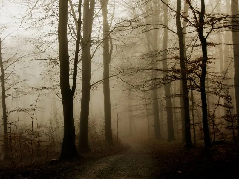 All the Best Nordic Noir books contain eerie scenes like in this photo of mist swirling around bare trees.