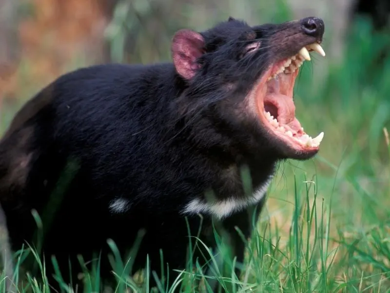 Tasmanian Devil