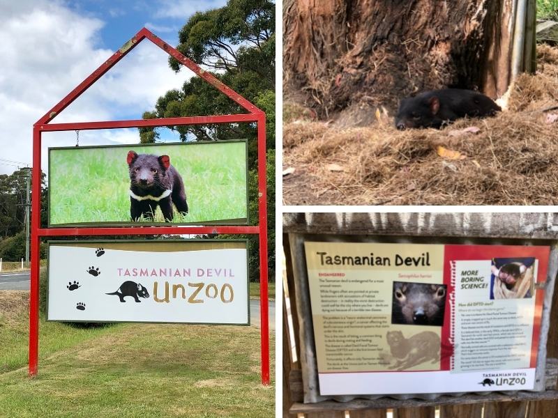 Tasmanian devils and the Unzoo.