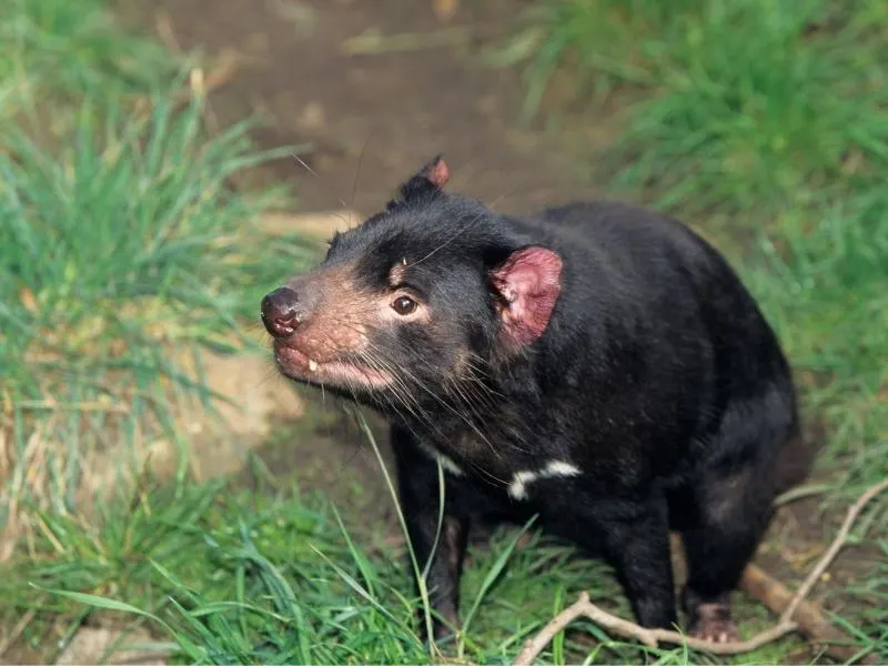 Tasmanian Devil