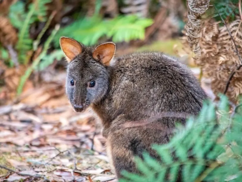 Tasmanian Pademelon