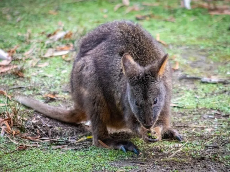 Tasmanian Pademelon.