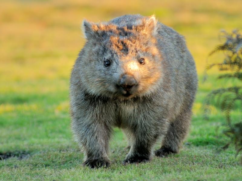 Wombat in Tasmania.