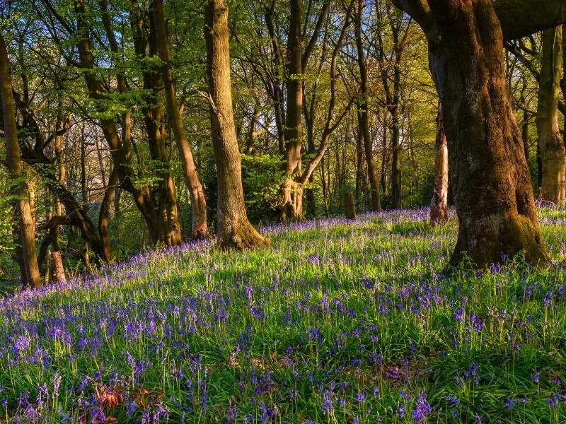 Bluebell wood in Morpeth