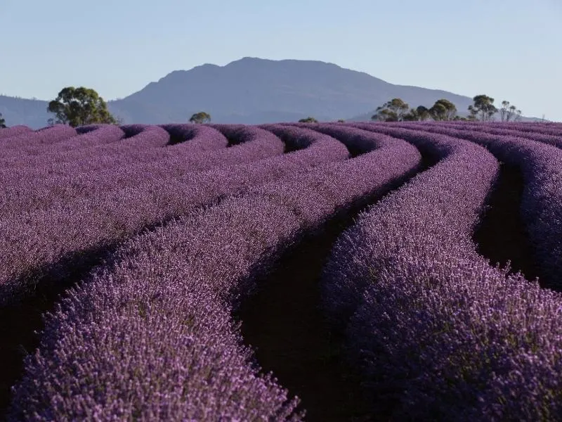 Lavender Farm Tasmania.