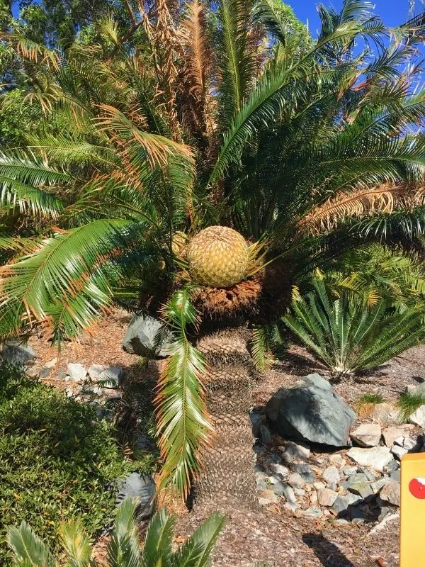 Botanical Gardens Mackay.