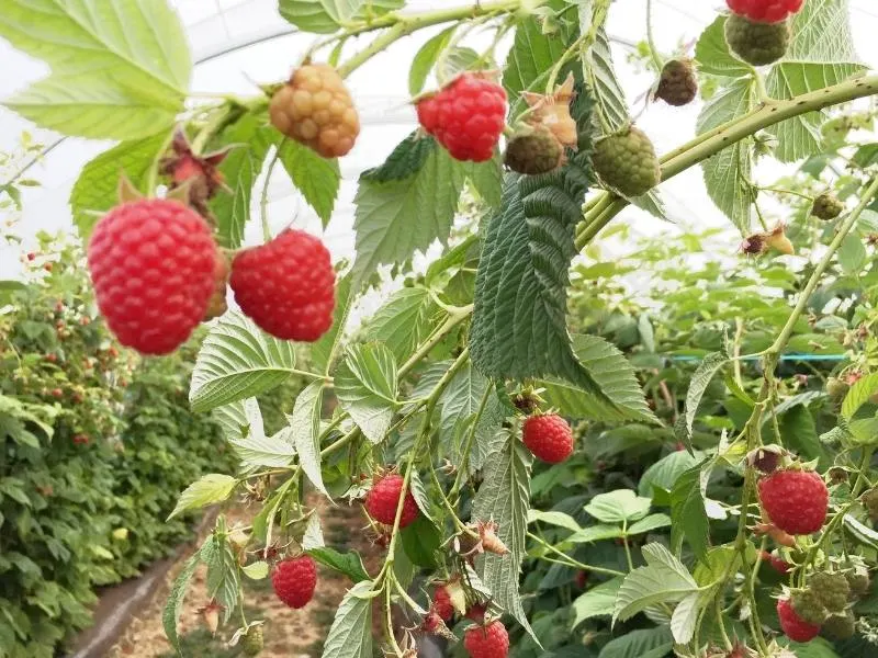 Raspberry Farm Tasmania.