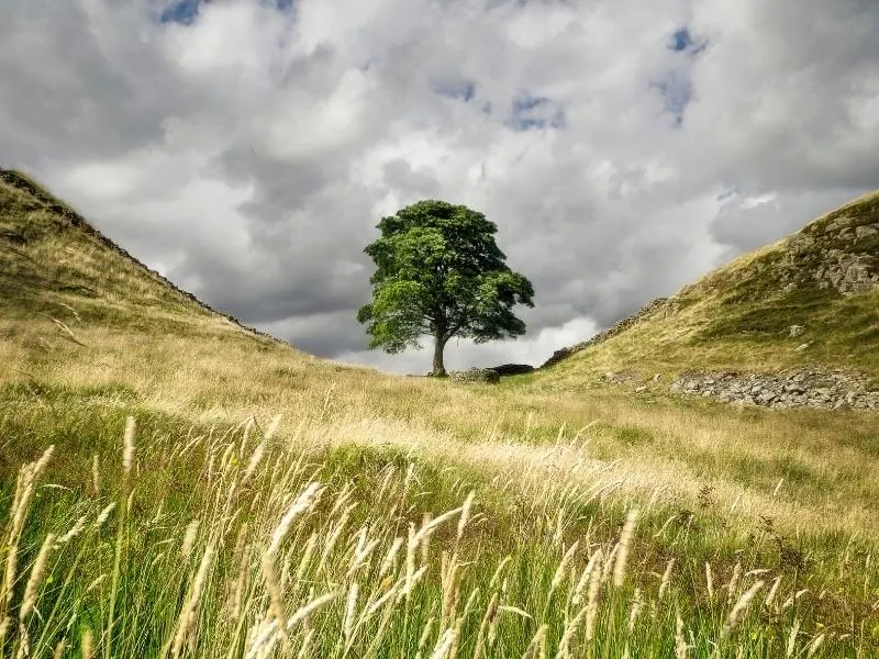 Sycamore Gap at Hadrian's Wall.