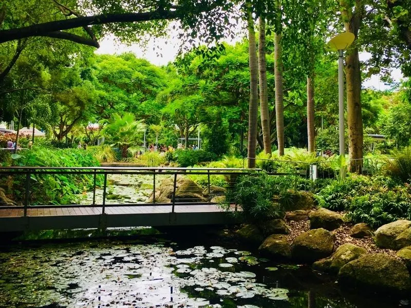 Gardens in South Bank Brisbane.