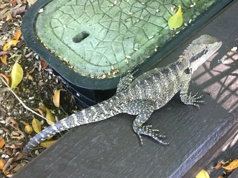 Lizard at South Bank Brisbane.