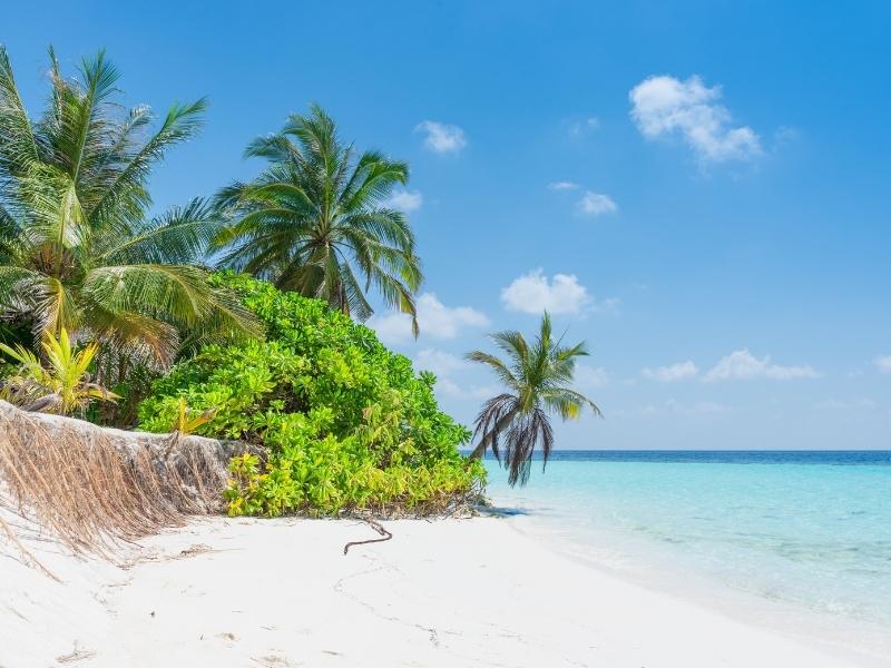 Maldives island beach with palm trees.