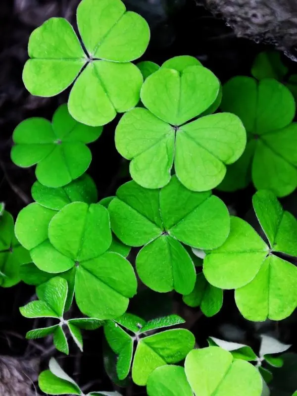 Irish shamrocks