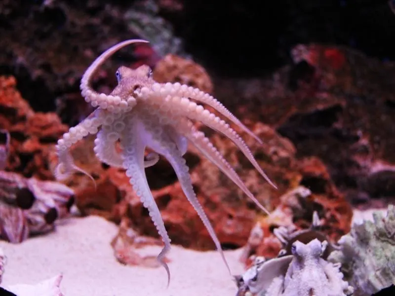 An octopus in an aquarium.