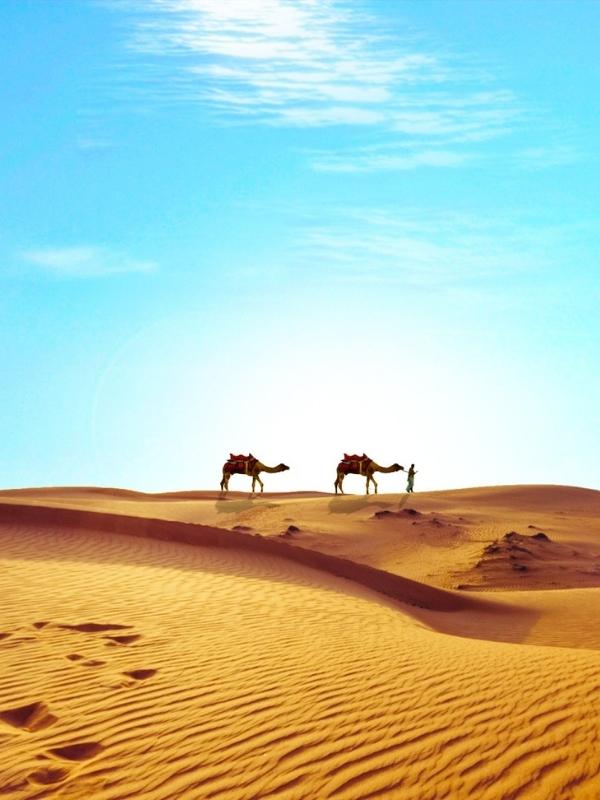 Camels walking in the Egyptian desert.