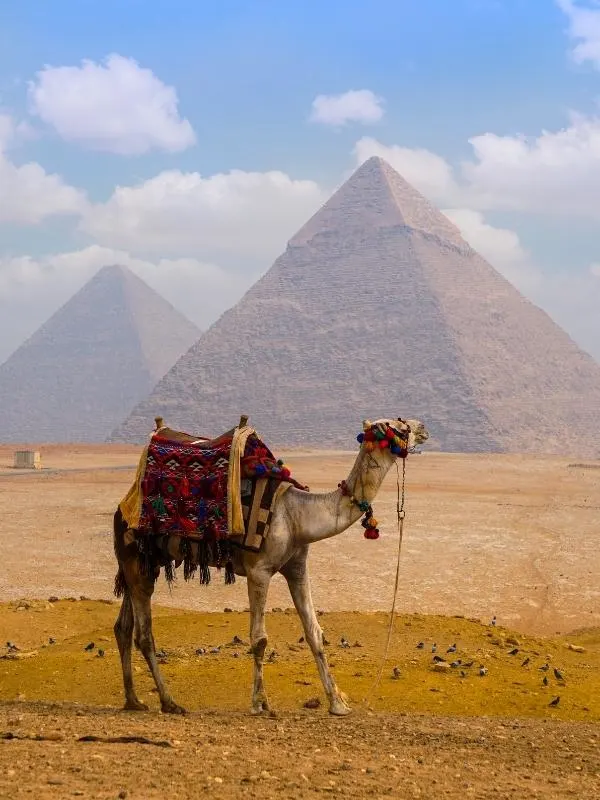 Pyramid and a camel in Egypt.