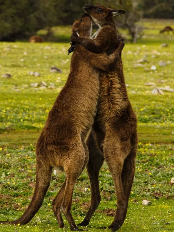 Kangaroo Island 3