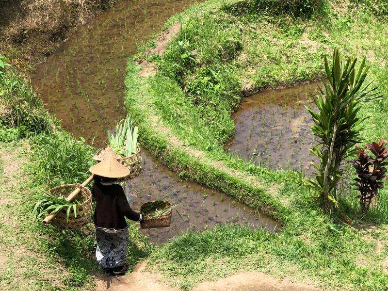 Best day trips from Ubud include the Tegalalang Rice Terraces as shown in this image.