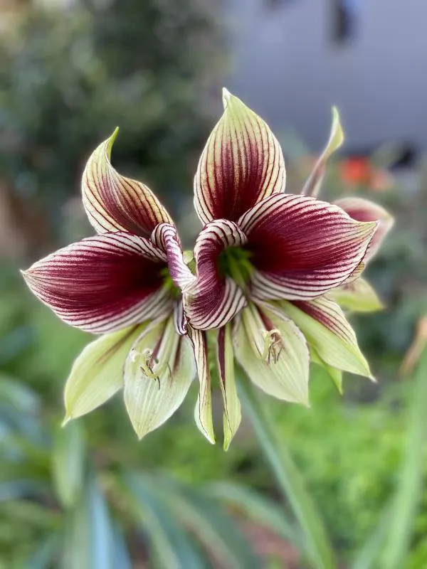 Flower in Sydney botanical gardens