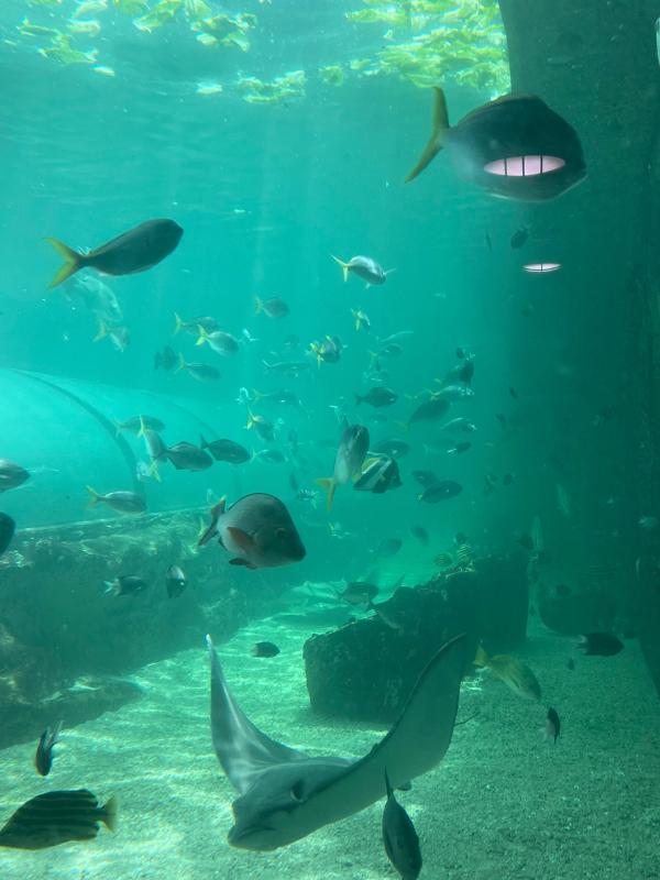 The aquarium in Sydney