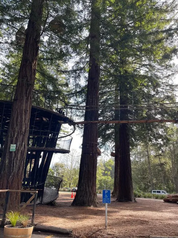 Redwoods Tree Walk (Day)