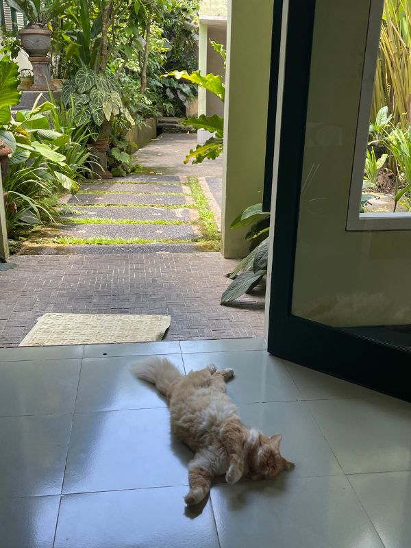 Cat chilling out at Bali Botanica
