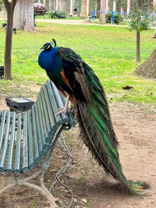 Alcazar peacock on a bench