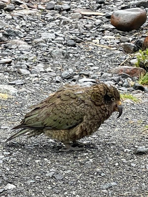 Kea bird NZ