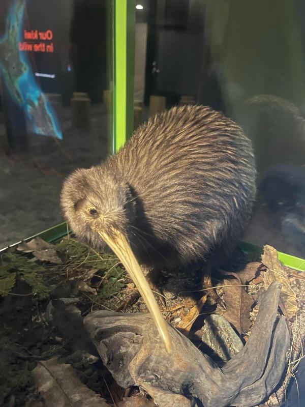 Kiwi