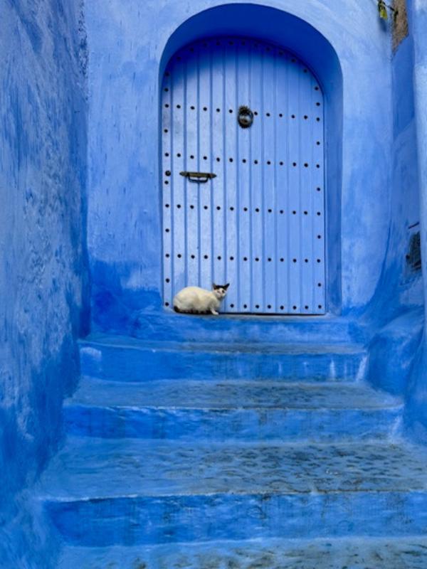 White cat on blue steps