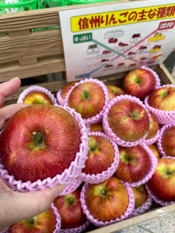 Huge apples in Japan