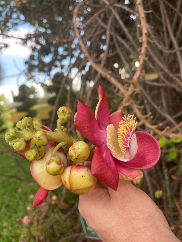 Pretty flower